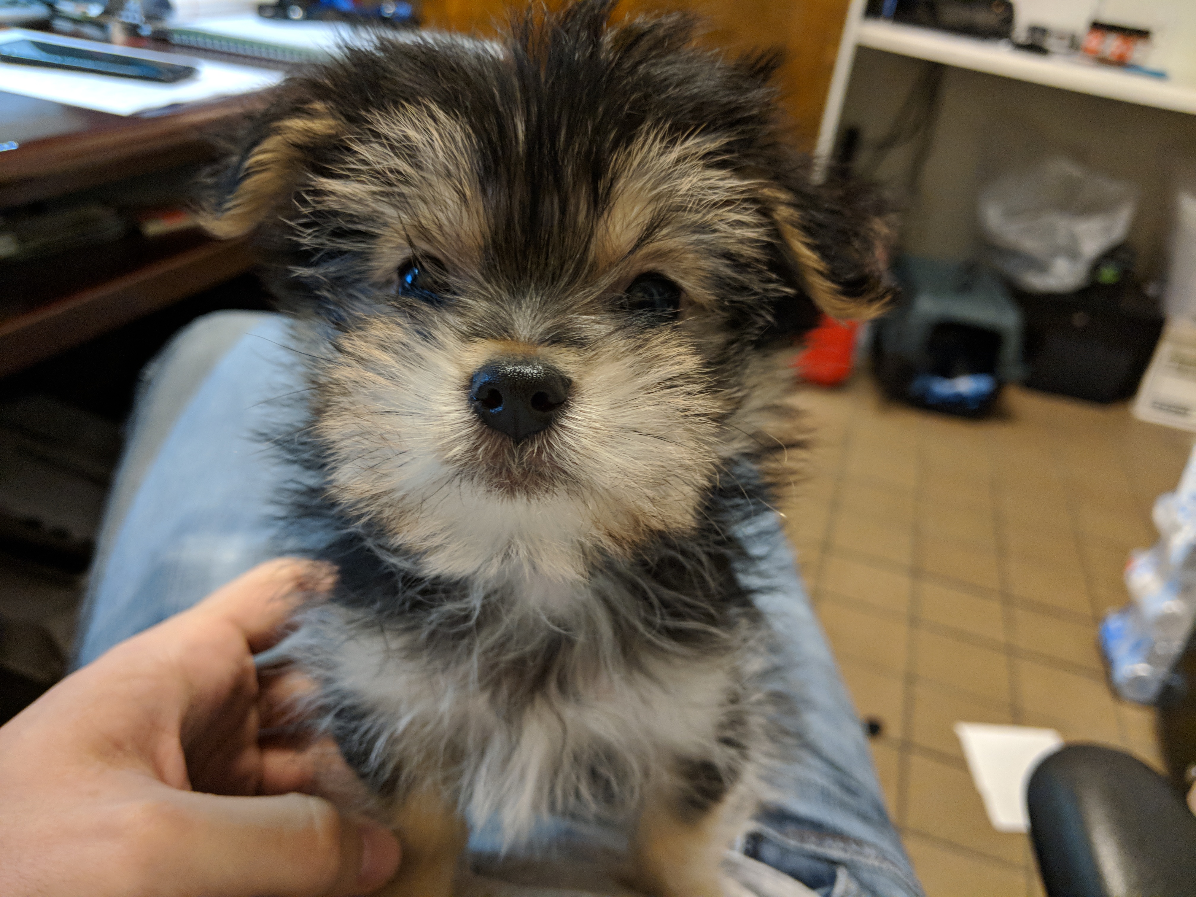 Sam the Morkie